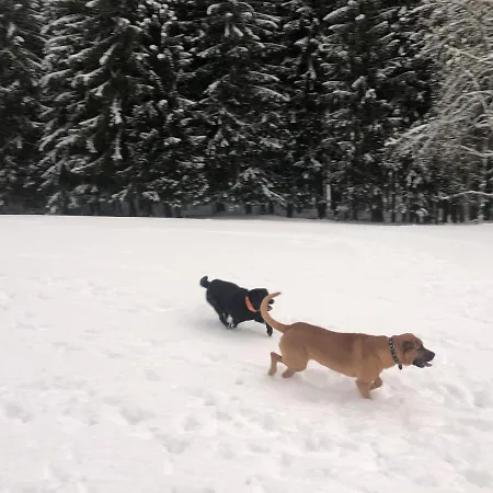 Bergwaldhof Schonach アパート